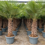 Palma konopná (Trachycarpus fortunei) - výška kmeňa 90-100 cm, celková výška 200-220 cm, kont. C70L (-17°C)